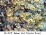 mineralien:mineralien2014:bottinoit1.jpg