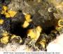 mineralien:mineralien2014:alunit_dr437.jpg
