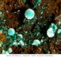 mineralien:mineralien2014:brochanitit_162.jpg